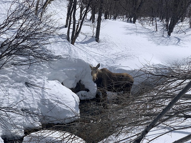 Free Moose Kamchatka photo and picture