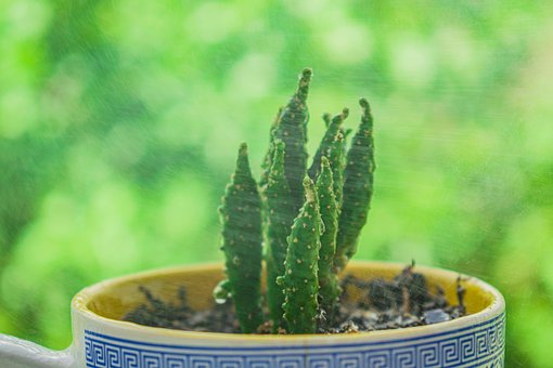 Free Cactus Plant photo and picture