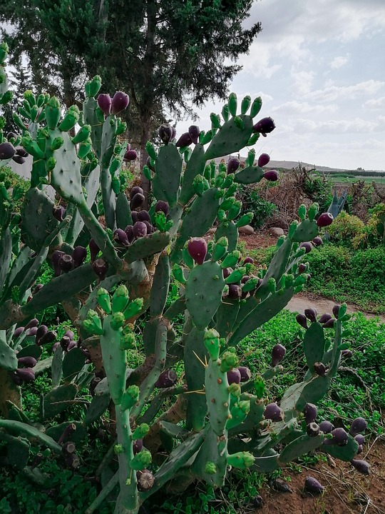 Cactus Figs Morocco - Free photo on Pixabay - Pixabay