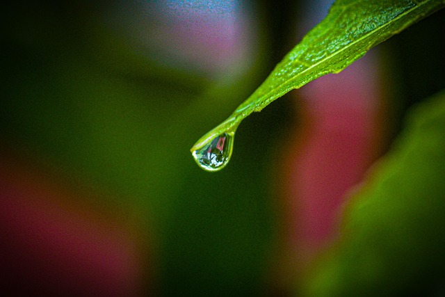 Gotas De Água, Gotas, Folhas, Natureza