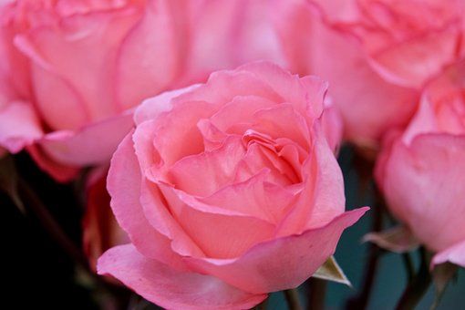 Rose, Rose, Blumen Hintergrund, Blume