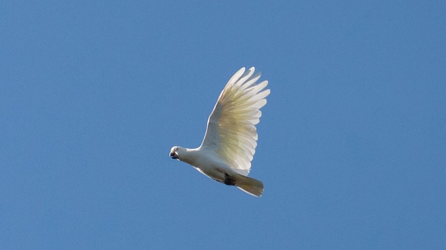 Weiß, Kakadu, Vogel, Flug, Papagei
