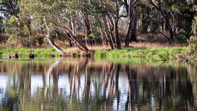 Busch, Australisch, Friedlich, Bäume