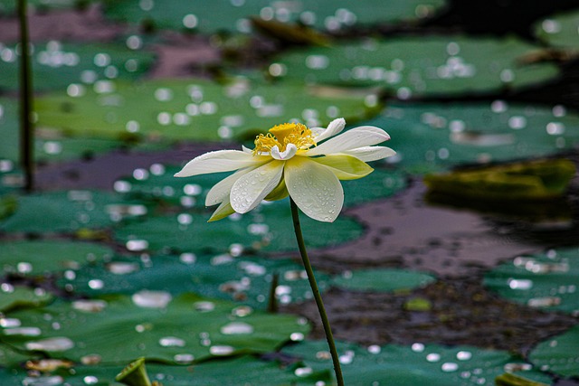 Lótus, Flor De Lótus, Lótus Branca