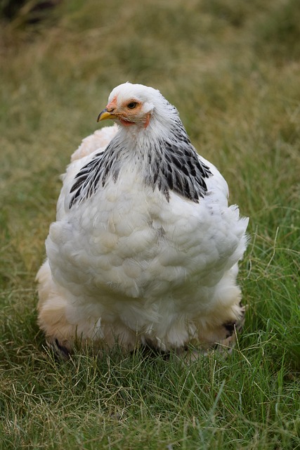 Gallina, Pájaro, Granja, Hierba, Plumas