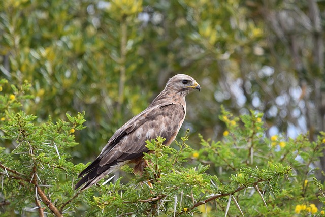 Free Eagle Bird photo and picture