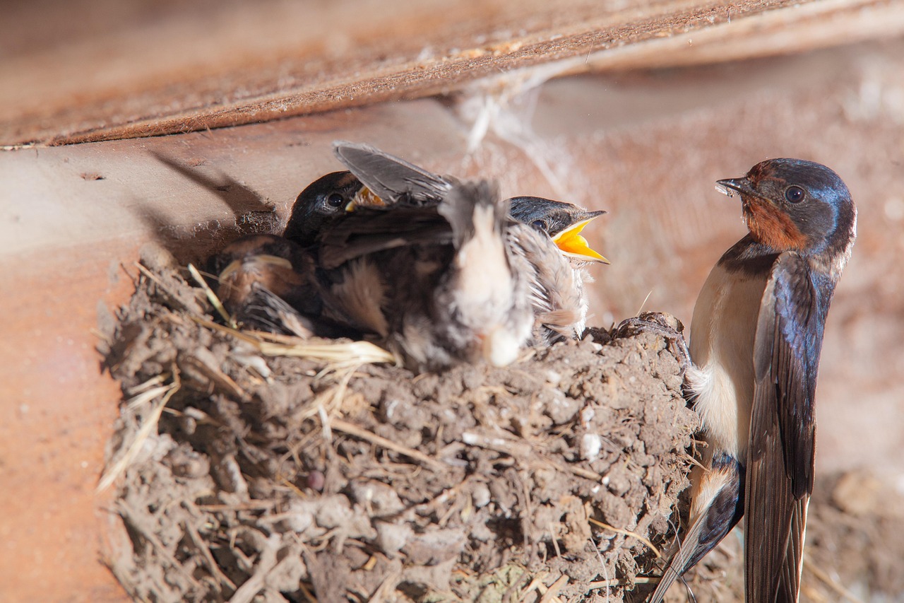 Swallow Nest Young Free photo on Pixabay Pixabay