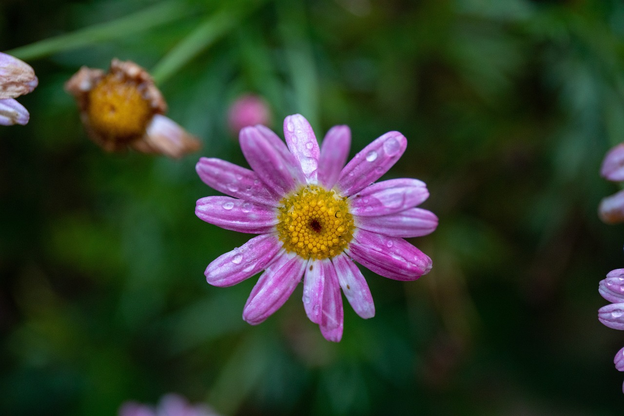 200 000 free landscape nature photos pixabay