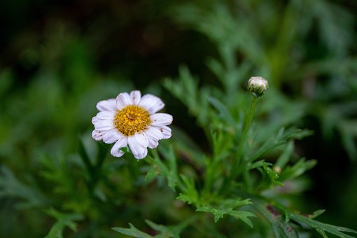 Free Flower Rose Flower photo and picture