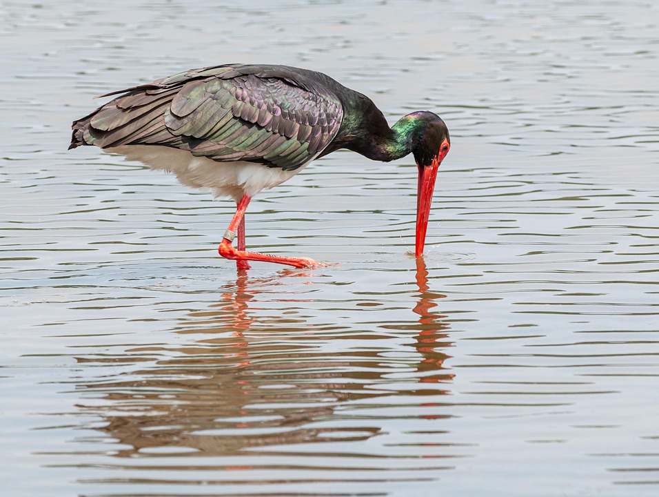 Stork Fugl Svart - Gratis foto på Pixabay - Pixabay