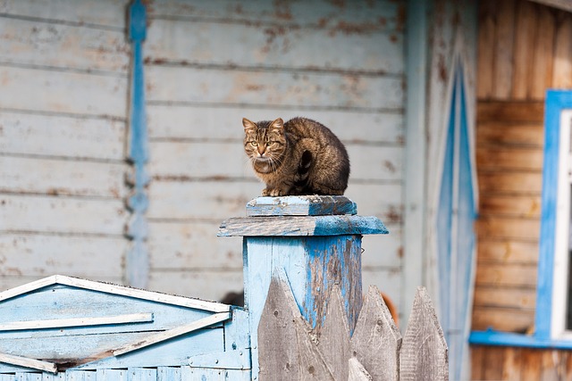 Free Cat Village Cat photo and picture