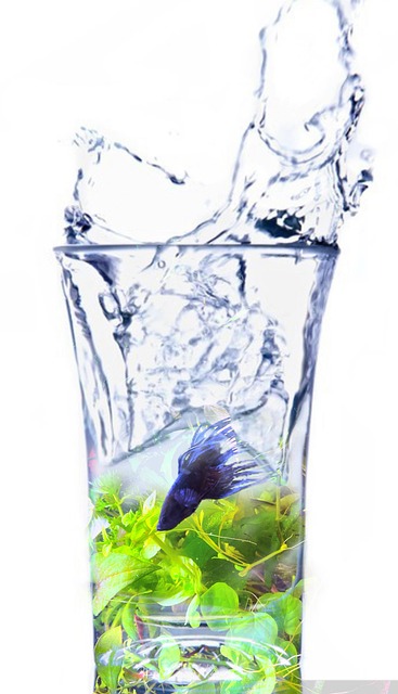 Free Wasser Fisch photo and picture