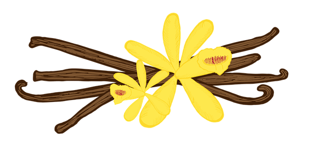 Free vanilla pod vanilla flower illustration