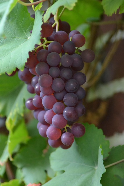 Free Grapes Cluster photo and picture