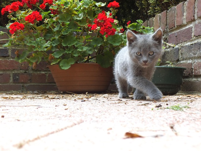 Free Kitten Feline photo and picture