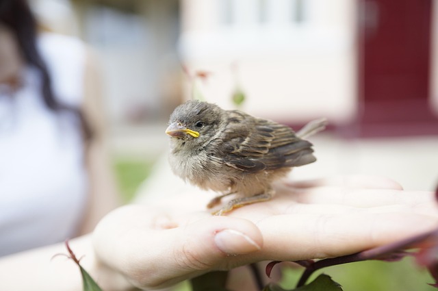 Bird In Hand Sparrow Nature Free photo on Pixabay Pixabay