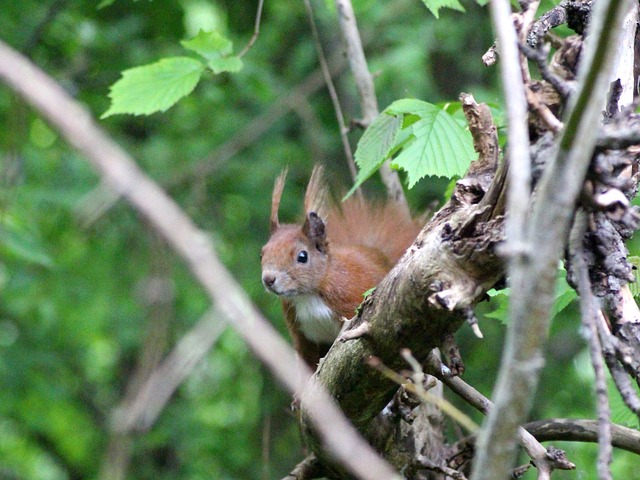 Free Squirrel Red Squirrel photo and picture