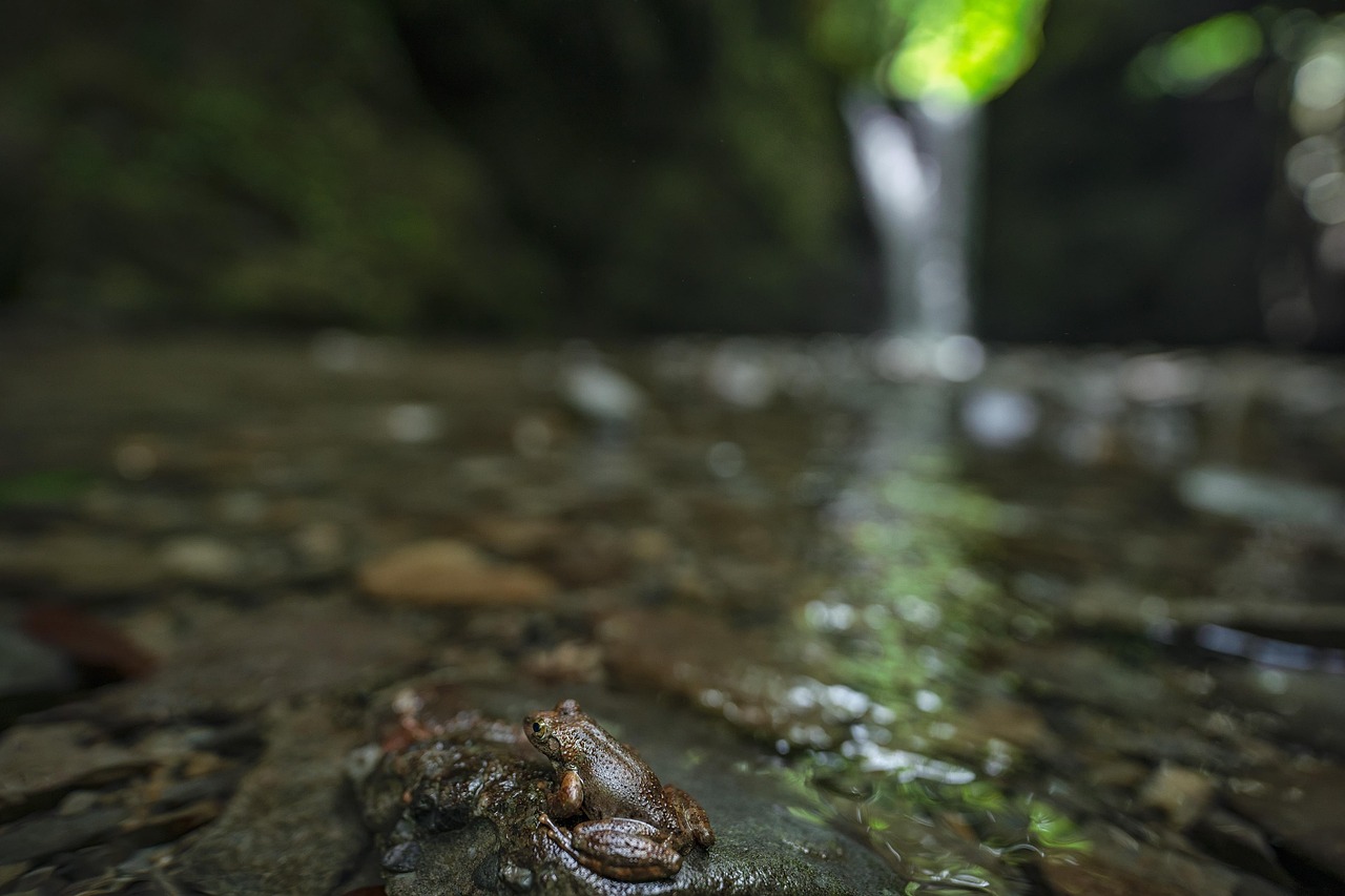 Creatures - free online jigsaw puzzle photo