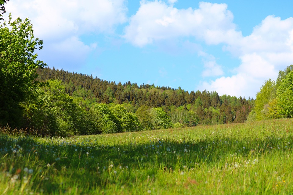 Prairie Foret La Nature Forêt Prairie - Photo gratuite sur Pixabay - Pixabay
