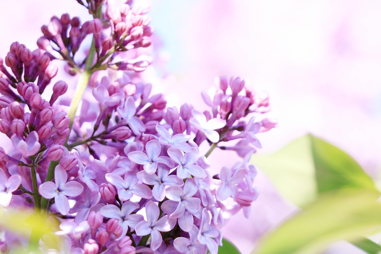 ライラック 開花 花 Pixabayの無料写真 ライラック 開花 花 Pixabayの無料写真