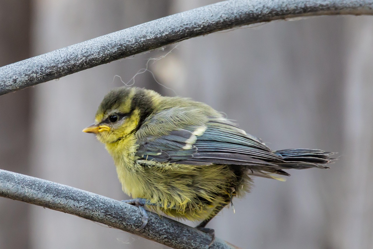Fledgling Blue Tit Baby Free Photo On Pixabay fledgling-blue-tit-baby-free-photo-on-pixabay