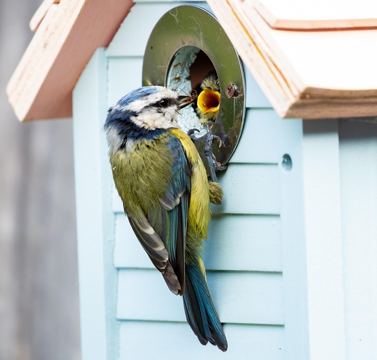 Feeding Fledgling Blue Tit, Fledgling Blue Tit