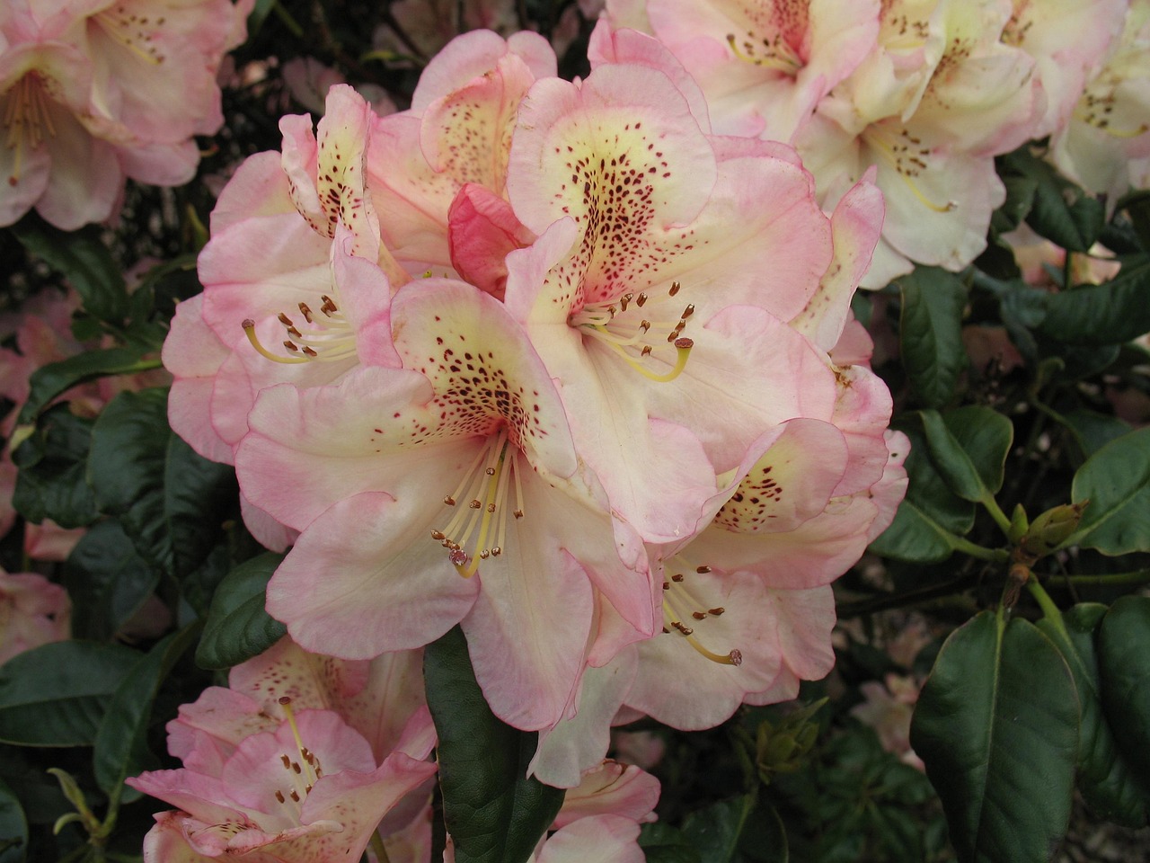 Rhododendron Le Printemps Fleur - Photo gratuite sur Pixabay - Pixabay