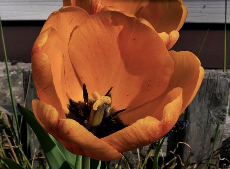 Tulip, Tulpenboom, Bloem, Geel, Bloemen