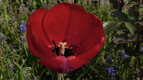 Tulip, Tulpenboom, Bloem, Rood, Bloemen