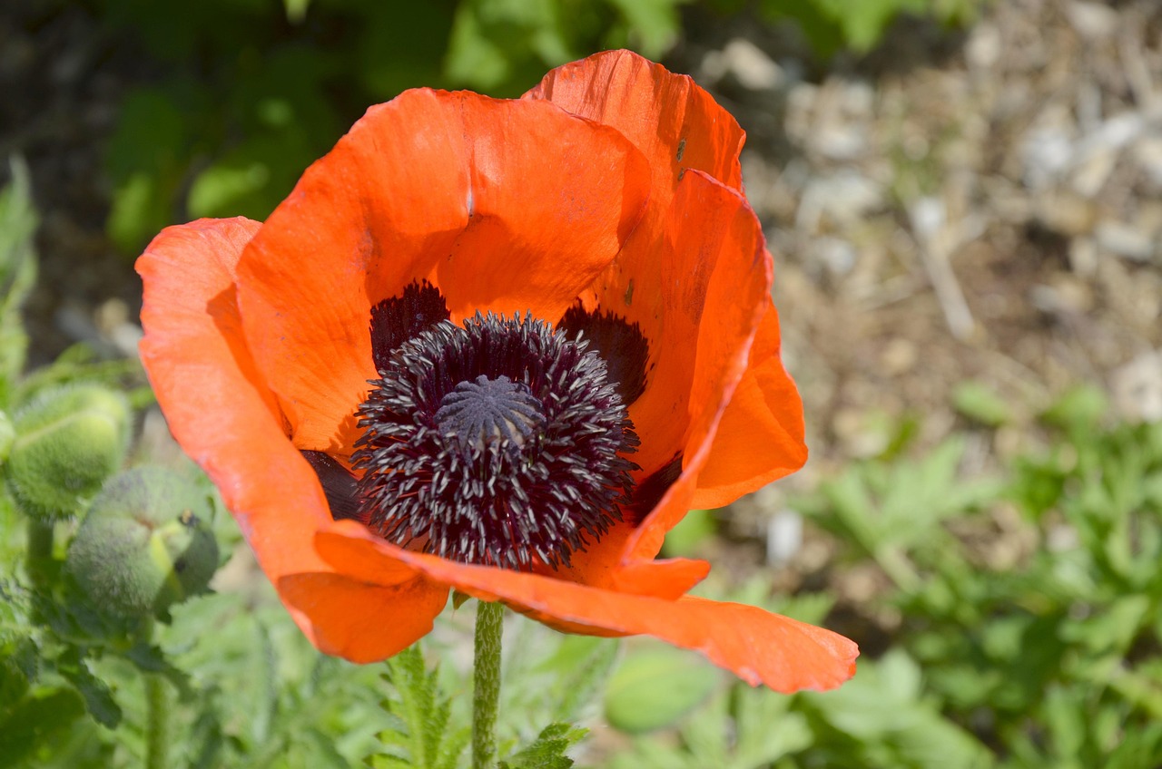 Mohnblume Sommer Garten Kostenloses Foto auf Pixabay Pixabay