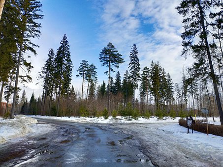 Rusia, Invierno, Árboles, Naturaleza