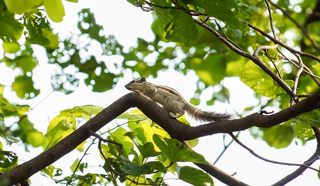 Free Animal Mammal photo and picture