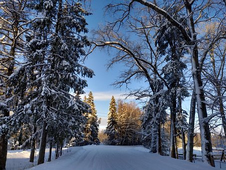 Rusia, Aldea, Árboles, Invierno, Nieve