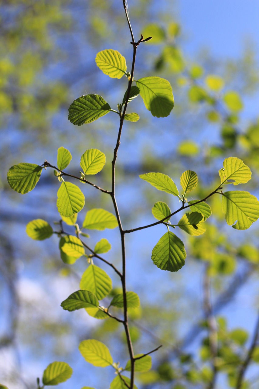 Spring Hazel Spring Hazel Green - Free photo on Pixabay - Pixabay