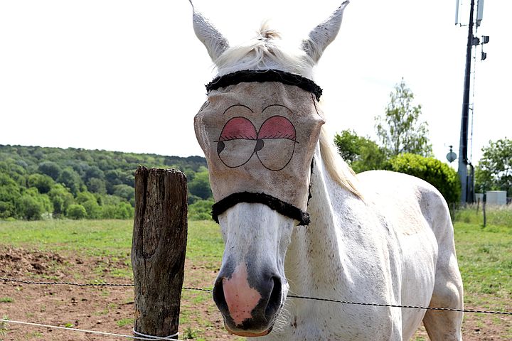 Enigme 2 Chiens 4 Chevaux 1 Girafe
