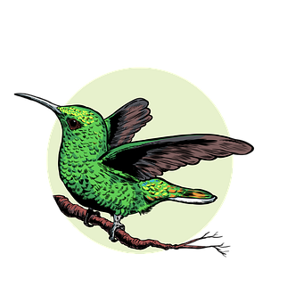 Free Hummingbird Bird illustration and picture