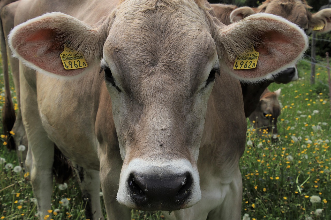 Alpine Cow - free online jigsaw puzzle photo