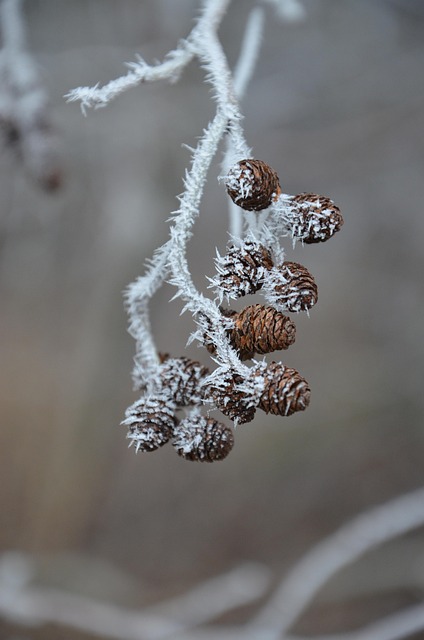 Free Ripe Cold photo and picture