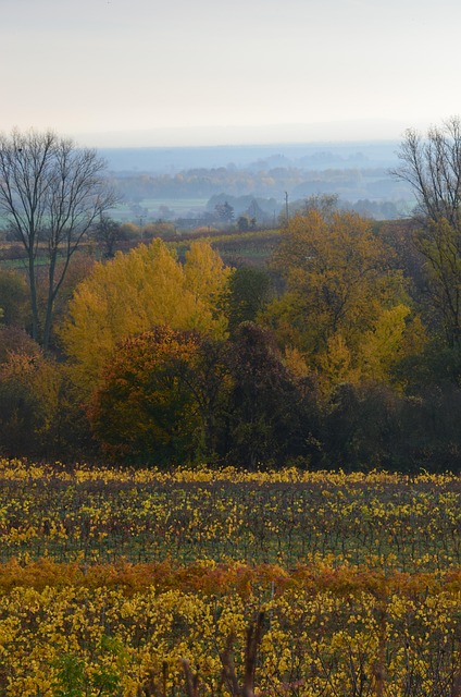 Free Fall Palatinate photo and picture