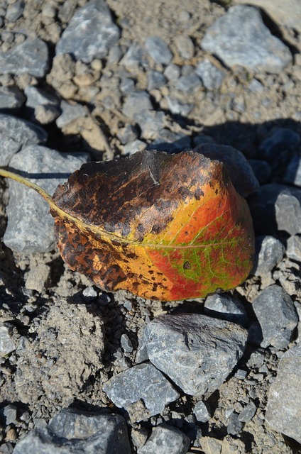 Free Leaf Fall photo and picture