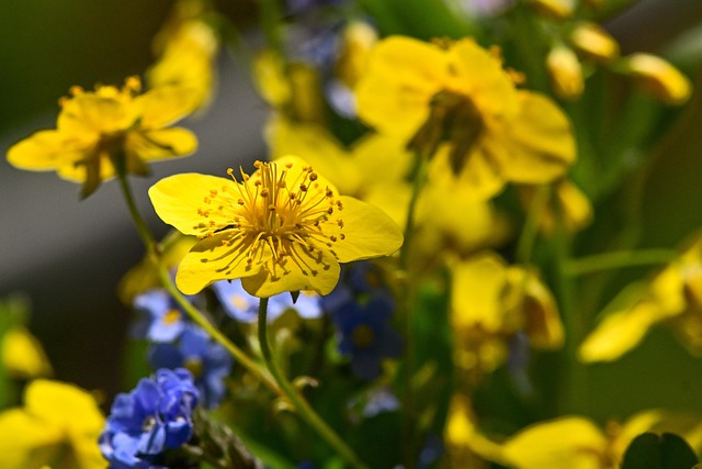 Bunddække, Gul, Blomst Tapet, Natur