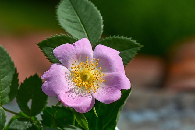 Free Dog Rose Rose Flower photo and picture