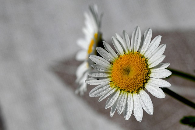 Marguerite, Natur, Blomst, Have