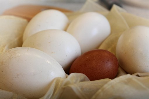 Free Eggs Egg photo and picture