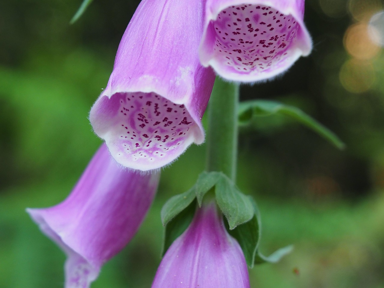 Foxglove New Forest Plant - Free photo on Pixabay - Pixabay