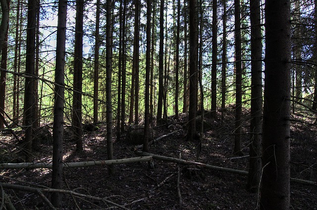 Free Forest Trees photo and picture