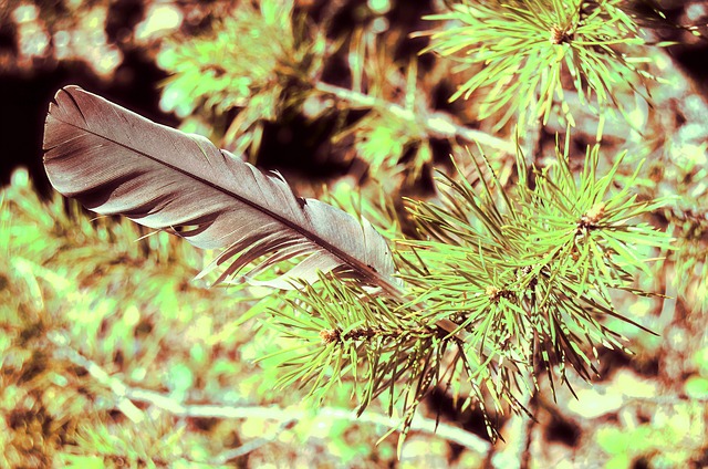 Free Feather Stuck photo and picture