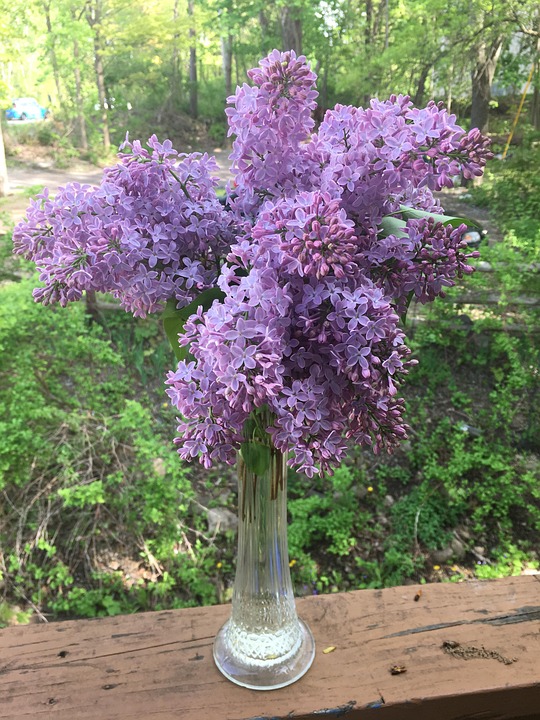 Lilacs Vase Bouquet Free photo on Pixabay
