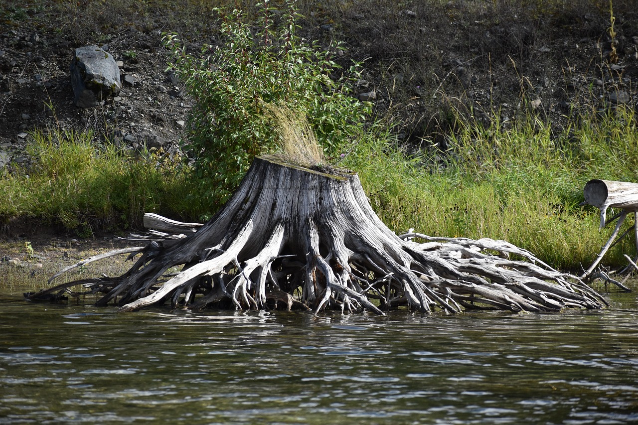 Wood Roots Weathered - Free photo on Pixabay