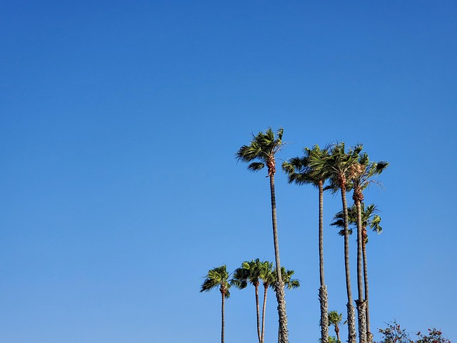 Free Palm Trees California photo and picture